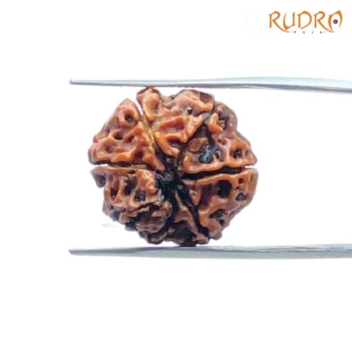 7-Mukhi-Nepal-Rudraksha-20.33-MM-BP-C.jpg