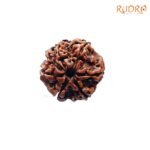 7-Mukhi-Nepal-Rudraksha-20.33-MM-FP-C.jpg