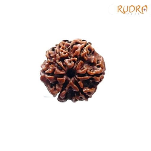 7-Mukhi-Nepal-Rudraksha-20.33-MM-FP-C.jpg