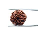 7-Mukhi-Nepal-Rudraksha-20.33-MM-MP-C.jpg