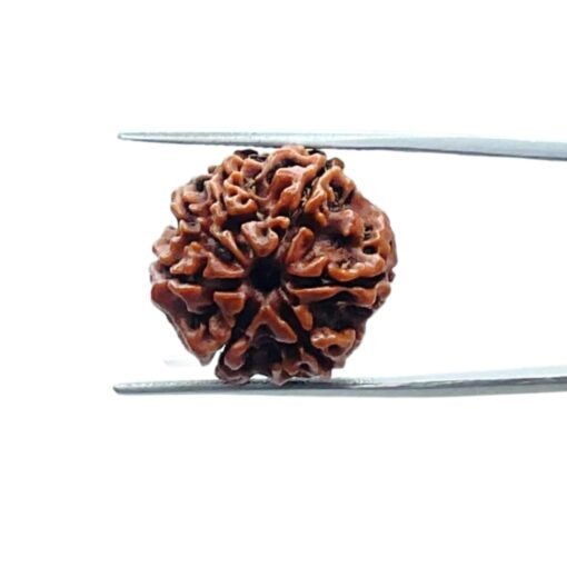 7-Mukhi-Nepal-Rudraksha-20.33-Mm-Mp-C.jpg