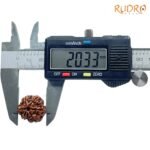 7 Mukhi Nepal Rudraksha (20.33 Mm) 8 7-Mukhi-Nepal-Rudraksha-20.33-Mm-Op-C.jpg
