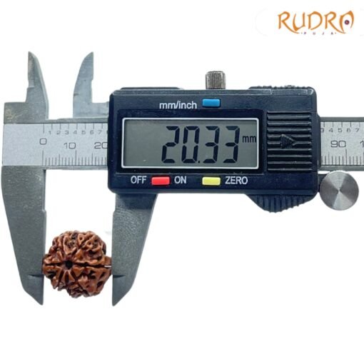 7-Mukhi-Nepal-Rudraksha-20.33-MM-OP-C.jpg