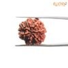 7 Mukhi Nepal Rudraksha (20.40 Mm) 14 7-Mukhi-Nepal-Rudraksha-20.40-Mm-Bp-C-1.Jpg