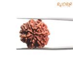 7-Mukhi-Nepal-Rudraksha-20.40-Mm-Bp-C-1.Jpg