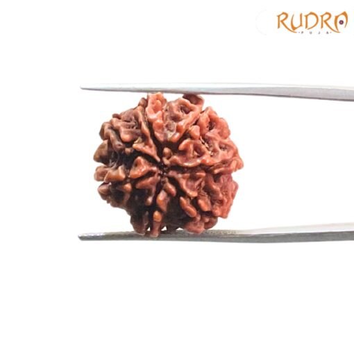 7-Mukhi-Nepal-Rudraksha-20.40-Mm-Bp-C-1.Jpg