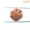 7 Mukhi Nepal Rudraksha (20.40 Mm) 14 7-Mukhi-Nepal-Rudraksha-20.40-Mm-Bp-C.jpg