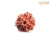 7 Mukhi Nepal Rudraksha (20.40 Mm) 13 7-Mukhi-Nepal-Rudraksha-20.40-Mm-Fp-C-1.Jpg