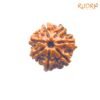 7 Mukhi Nepal Rudraksha (20.40 Mm) 13 7-Mukhi-Nepal-Rudraksha-20.40-Mm-Fp-C.jpg