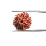 7-Mukhi-Nepal-Rudraksha-20.40-MM-MP-C-1.jpg