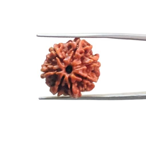 7-Mukhi-Nepal-Rudraksha-20.40-Mm-Mp-C-1.Jpg