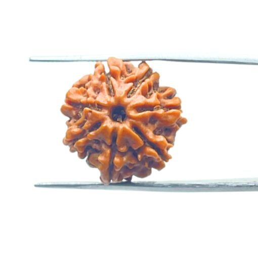 7-Mukhi-Nepal-Rudraksha-20.40-Mm-Mp-C.jpg