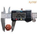 7-Mukhi-Nepal-Rudraksha-20.40-Mm-Op-C-1.Jpg