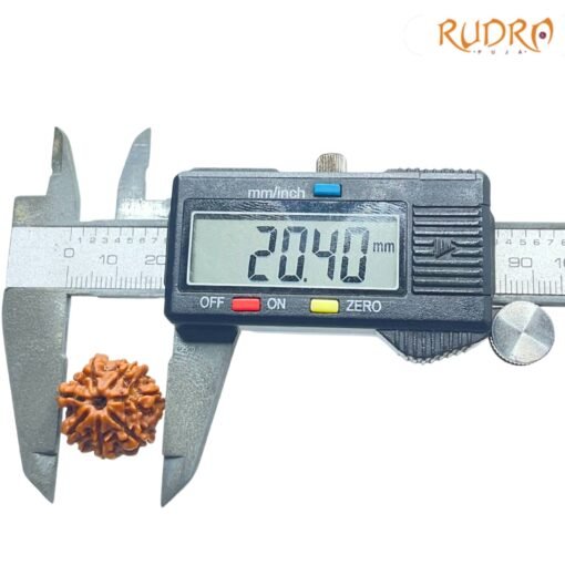7-Mukhi-Nepal-Rudraksha-20.40-Mm-Op-C.jpg