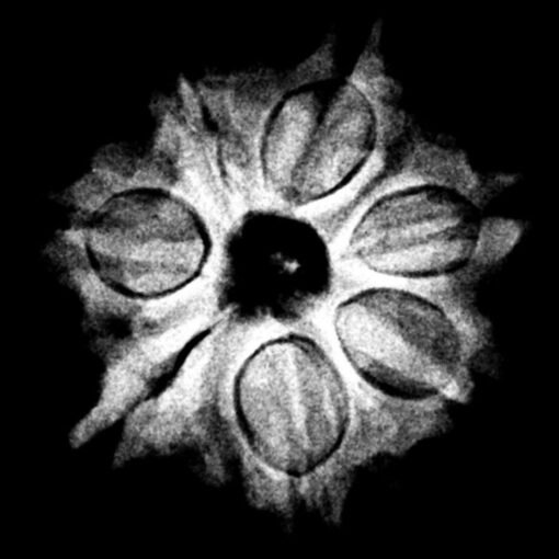 7 Mukhi Nepal Rudraksha (20.40 Mm) X-Ray (2)