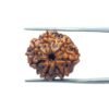 7 Mukhi Nepal Rudraksha (20.45 Mm) 11 7 Mukhi Nepal Rudraksha (20.45 Mm)