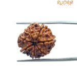 7 Mukhi Nepal Rudraksha (20.45 MM)