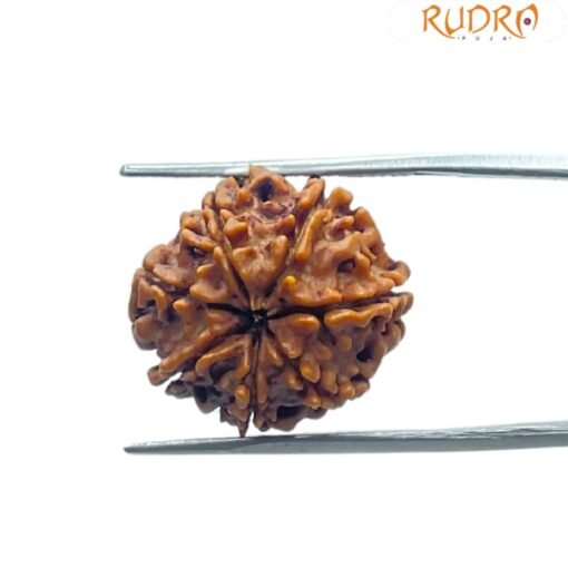 7 Mukhi Nepal Rudraksha (20.45 MM)