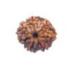 7 Mukhi Nepal Rudraksha (20.45 Mm) 14 7 Mukhi Nepal Rudraksha (20.45 Mm)