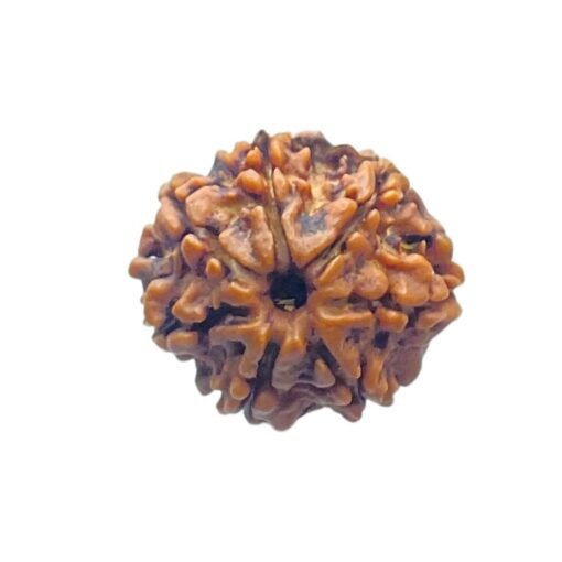 7 Mukhi Nepal Rudraksha (20.45 MM)