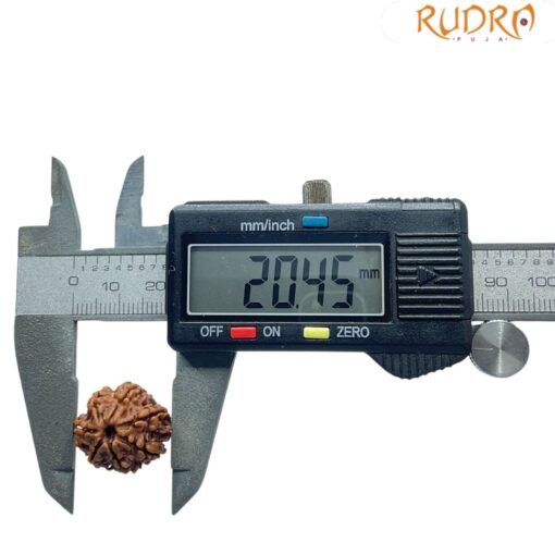 7 Mukhi Nepal Rudraksha (20.45 MM)