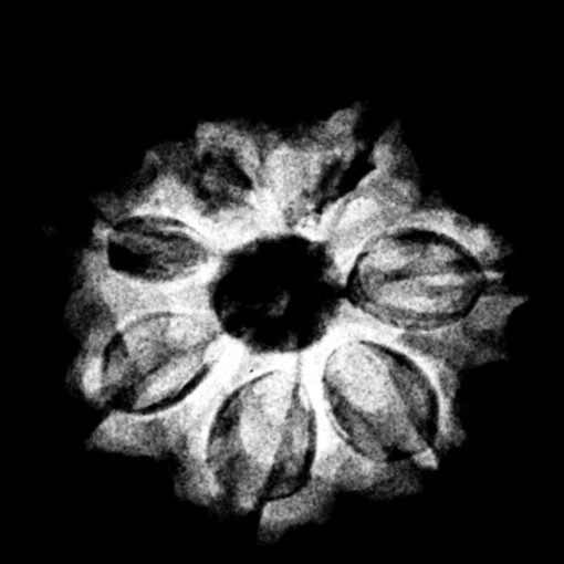 7 Mukhi Nepal Rudraksha (20.45 MM)x-ray