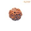 7-Mukhi-Nepal-Rudraksha-20.50-Mm-Fp-C.jpg