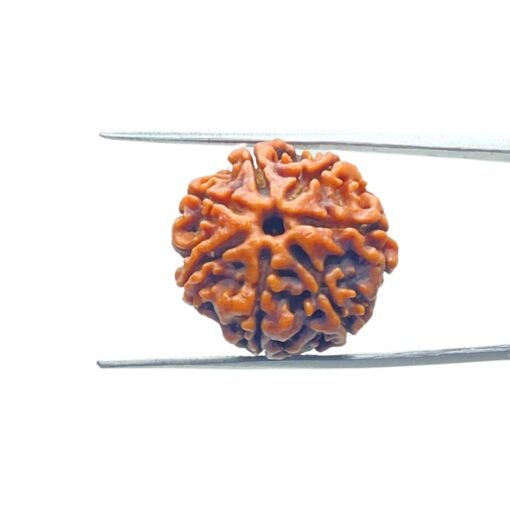 7-Mukhi-Nepal-Rudraksha-20.50-Mm-Mp-C.jpg
