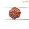 7-Mukhi-Nepal-Rudraksha-20.50-Mm-Rp-C.jpg