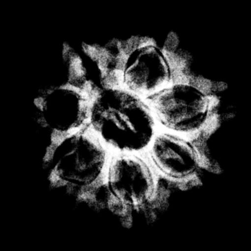 7-Mukhi-Nepal-Rudraksha-20.52-MM-1.jpg