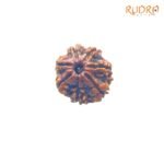 7-Mukhi-Nepal-Rudraksha-20.52-Mm-Fp-C.jpg