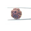 7-Mukhi-Nepal-Rudraksha-20.52-MM-MP-C.jpg