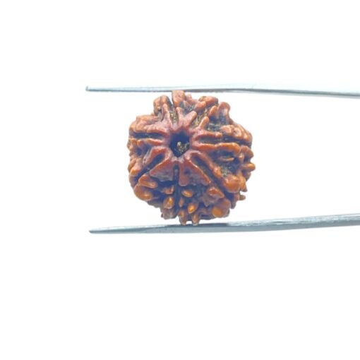 7-Mukhi-Nepal-Rudraksha-20.52-Mm-Mp-C.jpg