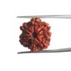 7 Mukhi Nepal Rudraksha (20.55 MM)