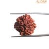 7 Mukhi Nepal Rudraksha (20.55 Mm) 13 7 Mukhi Nepal Rudraksha (20.55 Mm)