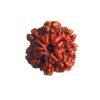 7 Mukhi Nepal Rudraksha (20.55 Mm) 14 7 Mukhi Nepal Rudraksha (20.55 Mm)