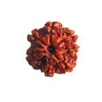 7 Mukhi Nepal Rudraksha (20.55 Mm)