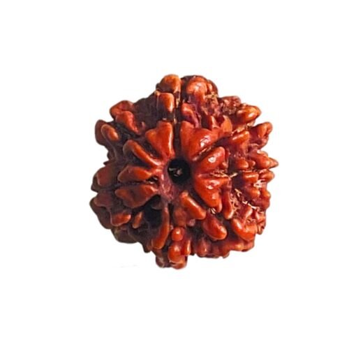 7 Mukhi Nepal Rudraksha (20.55 Mm)