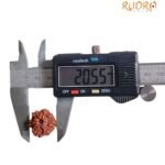 7 Mukhi Nepal Rudraksha (20.55 Mm)