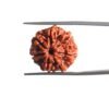 7 Mukhi Nepal Rudraksha (20.62 Mm) Mp C.jpg