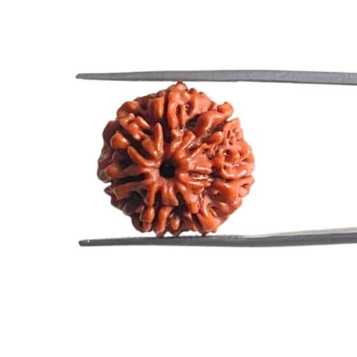 7 Mukhi Nepal Rudraksha (20.62 Mm) Mp C.jpg