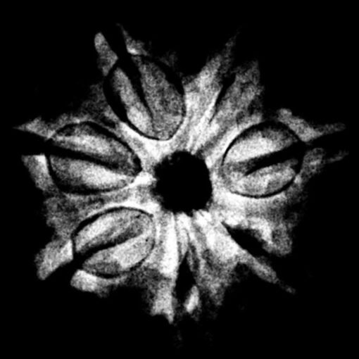 7 Mukhi Nepal Rudraksha (20.62 MM) x-ray