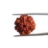 7 Mukhi Nepal Rudraksha (20.68 Mm) 34 7 Mukhi Nepal Rudraksha (20.68 Mm)