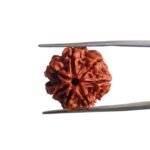 7 Mukhi Nepal Rudraksha (20.68 MM)
