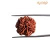 7 Mukhi Nepal Rudraksha (20.68 Mm) 13 7 Mukhi Nepal Rudraksha (20.68 Mm)
