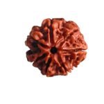 7 Mukhi Nepal Rudraksha (20.68 Mm) 7 7 Mukhi Nepal Rudraksha (20.68 Mm)