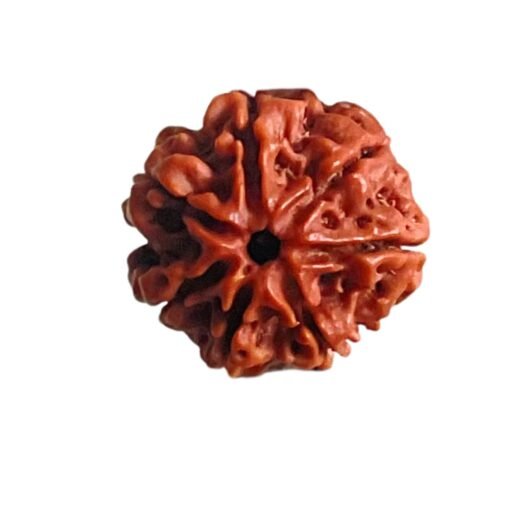 7 Mukhi Nepal Rudraksha (20.68 MM)