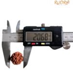 7 Mukhi Nepal Rudraksha (20.68 Mm) 8 7 Mukhi Nepal Rudraksha (20.68 Mm)