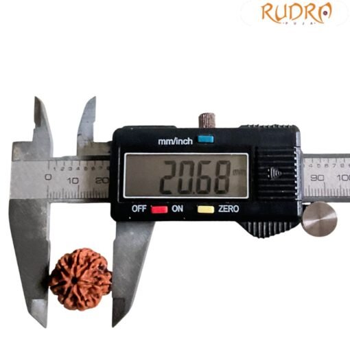 7 Mukhi Nepal Rudraksha (20.68 MM)