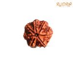 7 Mukhi Nepal Rudraksha ( 20.70 Mm) 7 7-Mukhi-Nepal-Rudraksha-20.70-Mm-Fp-C.jpg